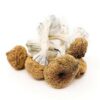 Texas Yellow Caps Magic Mushrooms