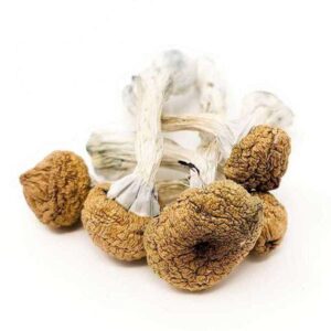 Texas Yellow Caps Magic Mushrooms